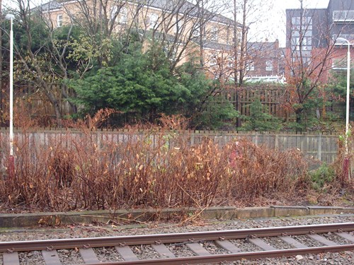 Sprayed Japanese knotweed