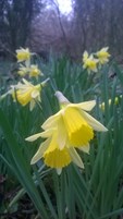 Daffodil at Penhow Woodlands