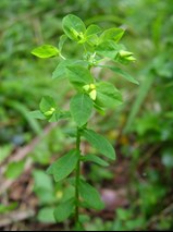 Upright spurge at Penhow woodlands