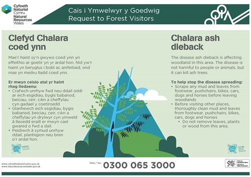 Chalara ash dieback