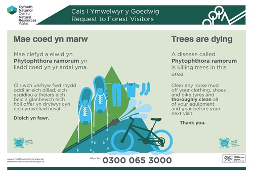 Mae coed yn marw - Phytophthora ramorum