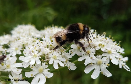 Image of a bee on a flower - copyright Ben Anscombe