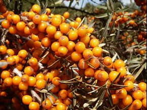 sea buckthorn