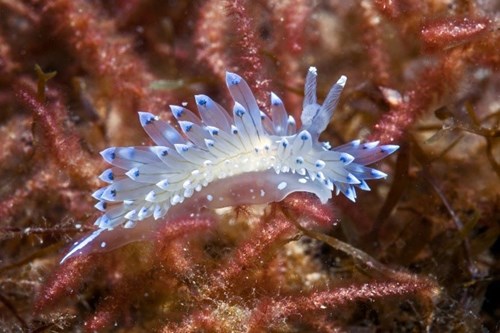 Nudibranch clir a glas, delwedd wedi'i dynnu oddi ar arfordir canolbarth Cymru