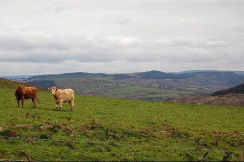 Dwy fuwch mewn cae, Castell-nedd Port Talbot.