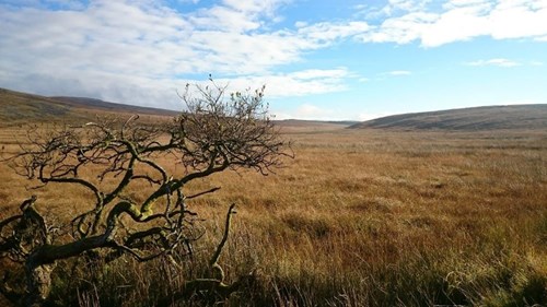 Golygfa o ucheldir â choeden yn y blaendir.