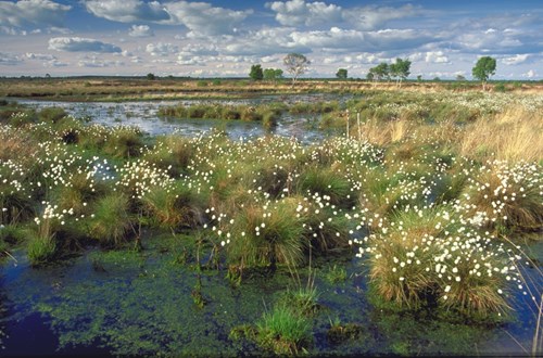 Whixhall and bettisfield mosses in Wrexham