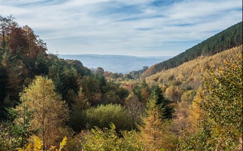 Llangwyfan woodland view