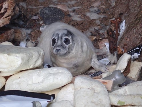 Ciwb morlo wedi'i amgylchynu â sbwriel morol wedi'i olchi i fyny ar Barth Cadwraeth Forol Skomer.