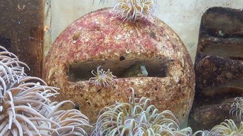 A blenny using a “post box” crevice artificial structure which can be added to marine developments to provide a habitat for marine life. Anemones are also growing over the structure