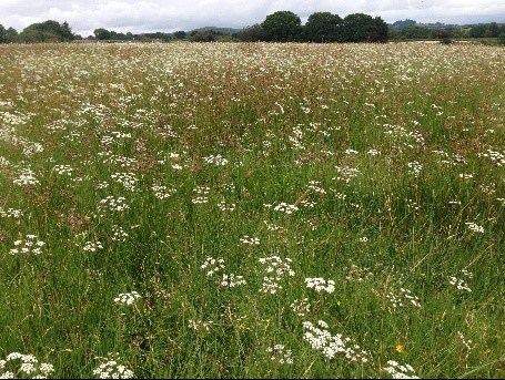 Cae gyda charwe troellog yn ei blodau ar Safle o Ddiddordeb Gwyddonol Arbennig ym Mhowys