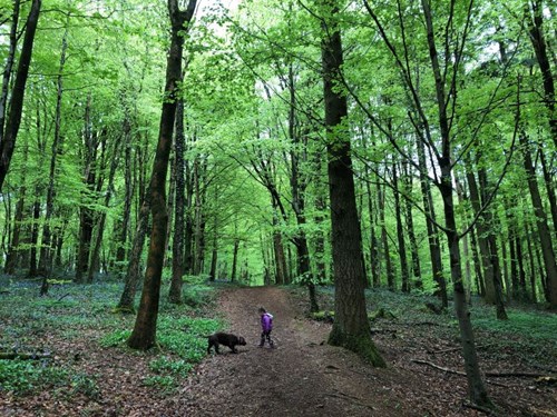 Coedwig Fforest fawr