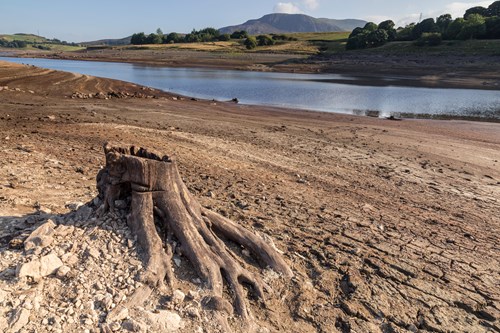 Llyn Celyn ger cronfa ddŵr y Bala dan amodau sychder, gyda bonyn coed agored.