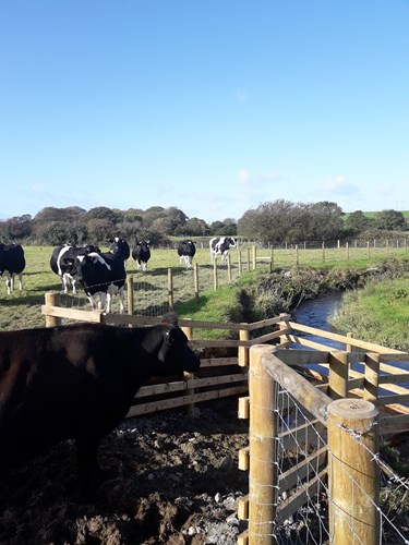 Cemaes Bay Water Quality Project, Fencing Off Of Wygyr Catchment With Livestock Drinking Bay On Tai Hen Farm, Rhosgoch, Ynys Mon