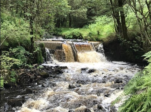 Cynllun hydro garwnant ar ystad a reolir yng Nghyfoeth Naturiol Cymru