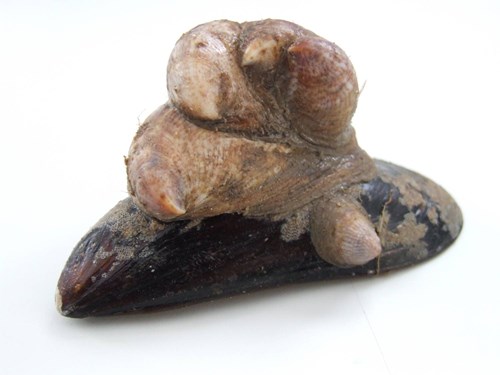 a stack of slipper limpets, image by Duncan Drumbeck