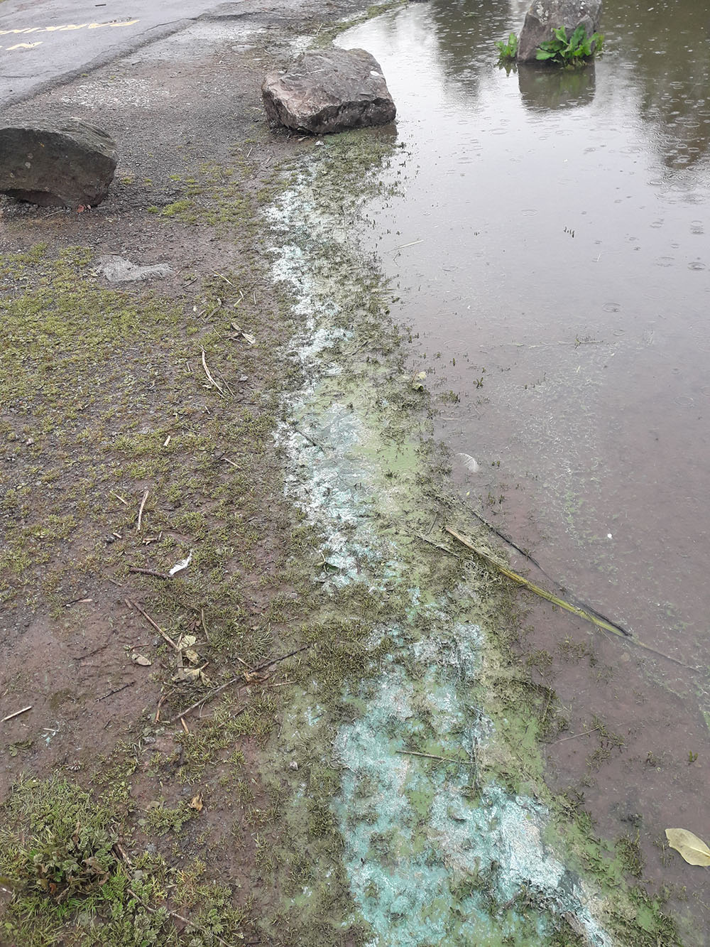 Blue-green algae