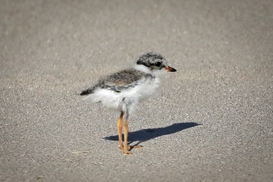 Ringed plover at Ynyslas.