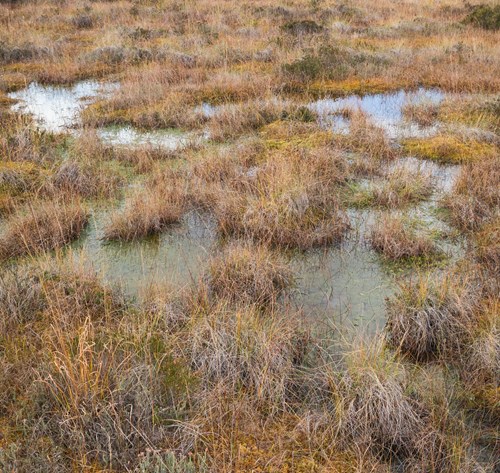 Wetland area